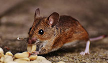 24 Hour & Emergency Exterminators in Colorado Spgs, CO